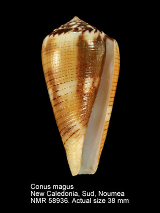 Conus magus.jpg - Conus magusLinnaeus,1758
